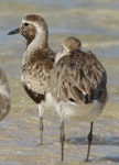 Grey plover. Adult in partial breeding plumage (with bar-tailed godwit on right). Inskip Point, South-east Queensland, September 2010. Image © Dorothy Pashniak by Dorothy Pashniak.