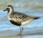 Grey plover. Adult in partial breeding plumage. Inskip Point, South-east Queensland, September 2010. Image © Dorothy Pashniak by Dorothy Pashniak.