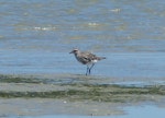 Grey plover. Adult in partial breeding plumage. West Coast National Park, South Africa, November 2015. Image © Alan Tennyson by Alan Tennyson.