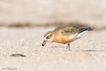 New Zealand dotterel | Tūturiwhatu. Adult northern subspecies in breeding plumage eating beetle. Opoutere Wildlife Refuge Reserve, Coromandel Peninsula, July 2008. Image © Neil Fitzgerald by Neil Fitzgerald.