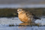 New Zealand dotterel | Tūturiwhatu. Southern subspecies adult in breeding plumage. Awarua Bay, August 2012. Image © Glenda Rees by Glenda Rees.