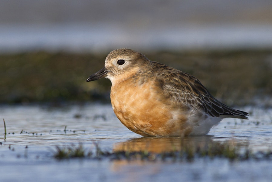 New Zealand dotterel | Tūturiwhatu. Southern subspecies adult in breeding plumage. Awarua Bay, August 2012. Image © Glenda Rees by Glenda Rees.