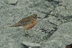 New Zealand dotterel | Tūturiwhatu. Adult southern New Zealand dotterel on breeding grounds. Hill west of South Arm, Port Pegasus, Stewart Island, October 1968. Image © Department of Conservation (image ref: 10031567) by Don Merton, Department of Conservation.