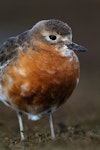 New Zealand dotterel | Tūturiwhatu. Southern subspecies adult in breeding plumage. Awarua Bay, July 2011. Image © Craig McKenzie by Craig McKenzie.