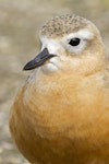 New Zealand dotterel | Tūturiwhatu. Close up of male, northern subspecies, in breeding plumage.. Ambury Regional Park, August 2014. Image © Bruce Buckman by Bruce Buckman.