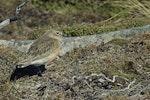 New Zealand dotterel | Tūturiwhatu. Southern subspecies adult on breeding grounds showing camouflage. Hill west of South Arm, Port Pegasus, Stewart Island, October 1969. Image © Department of Conservation (image ref: 10035557) by Don Merton, Department of Conservation.