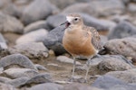 New Zealand dotterel | Tūturiwhatu. Front view of northern subspecies adult in breeding plumage. Te Puru, October 2009. Image © Tony Whitehead by Tony Whitehead.