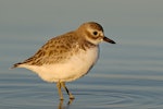 New Zealand dotterel | Tūturiwhatu. Southern subspecies female in non-breeding plumage. Awarua Bay, August 2007. Image © Craig McKenzie by Craig McKenzie.