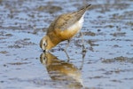 New Zealand dotterel | Tūturiwhatu. Male of the northern subspecies in breeding plumage, foraging.. Ambury Regional Park, August 2014. Image © Bruce Buckman by Bruce Buckman.