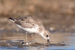 New Zealand dotterel | Tūturiwhatu. Northern subspecies non-breeding adult. Miranda, Firth of Thames, February 2009. Image © Neil Fitzgerald by Neil Fitzgerald.