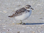 New Zealand dotterel | Tūturiwhatu. Northern subspecies juvenile. Waipu estuary, Northland, June 2012. Image © Thomas Musson by Thomas Musson.