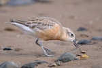 New Zealand dotterel | Tūturiwhatu. Northern subspecies adult in breeding plumage catching crab. Te Puru, October 2009. Image © Tony Whitehead by Tony Whitehead.