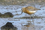 New Zealand dotterel | Tūturiwhatu. Male, northern subspecies, in breeding plumage feeding on weed (which it was seen to swallow). Ambury Regional Park, August 2014. Image © Bruce Buckman by Bruce Buckman.