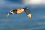 New Zealand dotterel | Tūturiwhatu. Northern subspecies adult in flight. Front Beach, Whitianga, Coromandel Peninsula, June 2012. Image © Neil Fitzgerald by Neil Fitzgerald.