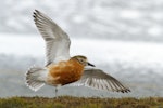 New Zealand dotterel | Tūturiwhatu. Adult (Southern) in breeding plumage showing under wings and tail. Awarua Bay, August 2015. Image © Glenda Rees by Glenda Rees.