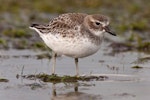 New Zealand dotterel | Tūturiwhatu. Immature southern sub-species. Awarua Bay, June 2007. Image © Paul Sorrell by Paul Sorrell.