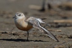 New Zealand dotterel | Tūturiwhatu. Northern subspecies adult wing stretching. Riversdale, Wairarapa, November 2010. Image © Peter Reese by Peter Reese.