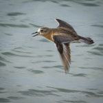 New Zealand dotterel | Tūturiwhatu. Adult (northern subspecies) calling in flight. Weiti River mouth, Stillwater, September 2014. Image © Martin Sanders by Martin Sanders.