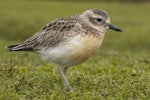 New Zealand dotterel | Tūturiwhatu. Immature (southern subspecies). Awarua Bay, February 2020. Image © Glenda Rees by Glenda Rees.