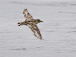 New Zealand dotterel | Tūturiwhatu. Dorsal view in flight. Pukehina, January 2012. Image © Raewyn Adams by Raewyn Adams.