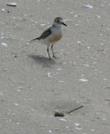 New Zealand dotterel | Tūturiwhatu. Northern subspecies adult at nest with egg. Opoutere, November 2006. Image © Joke Baars by Joke Baars.