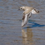 New Zealand dotterel | Tūturiwhatu. Juvenile in flight. Waikanae River estuary, January 2019. Image © Roger Smith by Roger Smith.