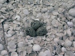 New Zealand dotterel | Tūturiwhatu. Nest with 3 eggs. Karaka shellbank, Manukau Harbour, December 1984. Image © Alan Tennyson by Alan Tennyson.