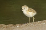 New Zealand dotterel | Tūturiwhatu. Young chick. Hot Water Beach, Coromandel. Image © Noel Knight by Noel Knight.