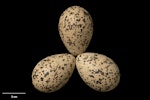 New Zealand dotterel | Tūturiwhatu. Clutch (NMNZ OR.029416, collected by John Dowding). Maketu Spit, Bay of Plenty, October 2011. Image © Te Papa by Jean-Claude Stahl.