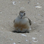 New Zealand dotterel | Tūturiwhatu. Adult on nest with one egg. Opoutere, November 2006. Image © Joke Baars by Joke Baars.