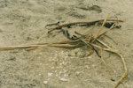 New Zealand dotterel | Tūturiwhatu. Nest and eggs. Hot Water Beach, Coromandel. Image © Noel Knight by Noel Knight.