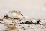 New Zealand dotterel | Tūturiwhatu. Young chick. Front Beach, Whitianga, Coromandel Peninsula, January 2009. Image © Neil Fitzgerald by Neil Fitzgerald.