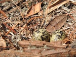 New Zealand dotterel | Tūturiwhatu. Nest with 2 eggs. Scandrett Regional Park, near Warkworth, November 2018. Image © Prue Bell by Prue Bell.