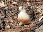 New Zealand dotterel | Tūturiwhatu. Adult settling on nest with 2 eggs. Scandrett Regional Park, near Warkworth, November 2018. Image © Prue Bell by Prue Bell.