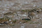 New Zealand dotterel | Tūturiwhatu. Two-week-old chicks. Hot Water Beach, Coromandel. Image © Noel Knight by Noel Knight.