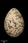 New Zealand dotterel | Tūturiwhatu. Egg 44.6 x 31.7 mm (NMNZ OR.029416, collected by John Dowding). Maketu Spit, Bay of Plenty, October 2011. Image © Te Papa by Jean-Claude Stahl.