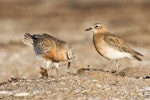 New Zealand dotterel | Tūturiwhatu. Northern subspecies pair in courtship display. Coromandel Peninsula, July 2008. Image © Neil Fitzgerald by Neil Fitzgerald.