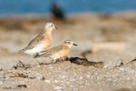 New Zealand dotterel | Tūturiwhatu. Northern subspecies pair copulating. Coromandel Peninsula, July 2008. Image © Neil Fitzgerald by Neil Fitzgerald.