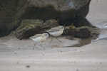 New Zealand dotterel | Tūturiwhatu. 8-week-old chicks. Hot Water Beach, Coromandel. Image © Noel Knight by Noel Knight.