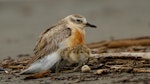 New Zealand dotterel | Tūturiwhatu. Male brooding 4-day-old chick. Waikanae River estuary, November 2018. Image © Roger Smith by Roger Smith.