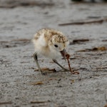 New Zealand dotterel | Tūturiwhatu. Chick feeding on worm. Waikanae River estuary, December 2018. Image © Roger Smith by Roger Smith.