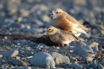 New Zealand dotterel | Tūturiwhatu. Northern subspecies pair copulating. Tukituki River-mouth, Hawke's Bay, July 2016. Image © Adam Clarke by Adam Clarke.