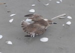 New Zealand dotterel | Tūturiwhatu. Adult performing distraction display. Waikanae River estuary, December 2017. Image © Alan Tennyson by Alan Tennyson.