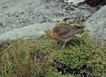 New Zealand dotterel | Tūturiwhatu. Southern subspecies adult male displaying on breeding grounds. West of South Arm, Port Pegasus, Stewart Island, October 1969. Image © Department of Conservation (image ref: 10031565) by Don Merton, Department of Conservation.