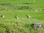 New Zealand dotterel | Tūturiwhatu. Adults on farm land. Ambury Regional Park, Mangere Bridge, Auckland, August 2014. Image © Jacqui Geux by Jacqui Geux.