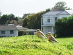 New Zealand dotterel | Tūturiwhatu. Adults on farm land. Ambury Regional Park, Mangere Bridge, Auckland, August 2014. Image © Jacqui Geux by Jacqui Geux.