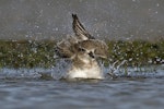 New Zealand dotterel | Tūturiwhatu. Southern subspecies in non-breeding plumage bathing. Awarua Bay, April 2012. Image © Glenda Rees by Glenda Rees.