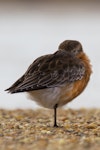 New Zealand dotterel | Tūturiwhatu. Southern subspecies breeding plumage adult roosting. Awarua Bay, Southland, August 2011. Image © Glenda Rees by Glenda Rees.