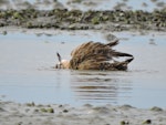 New Zealand dotterel | Tūturiwhatu. Adult northern subspecies bathing. Waipu estuary Northland, July 2016. Image © Susan Steedman by Susan Steedman.