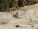 New Zealand dotterel | Tūturiwhatu. Longterm partners (at least 8 years) female-male fight. Shortly after this the male was replaced. Weiti River mouth, Stillwater, December 2012. Image © Martin Sanders by Martin Sanders.